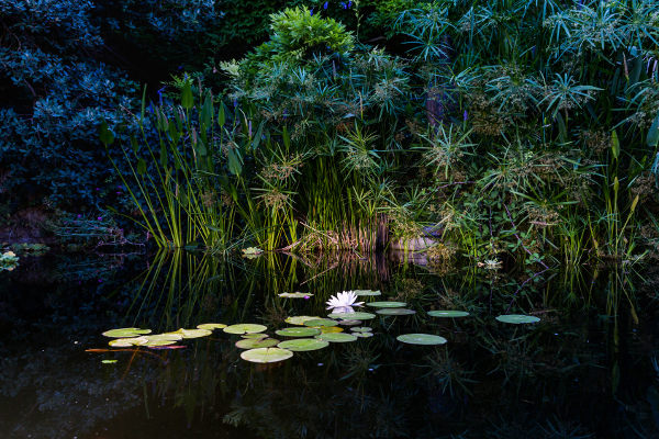 garden lighting highlighting plants at edge of pond