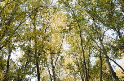 silver birch trees