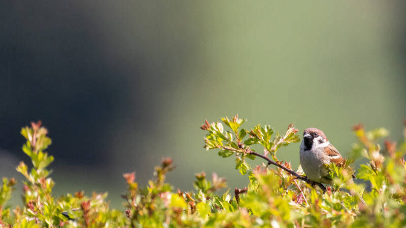 sparrow perched on hawthorne hedge