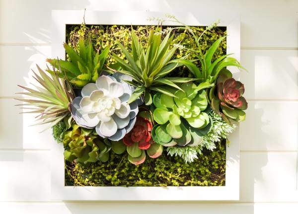 succulents planted in picture frame