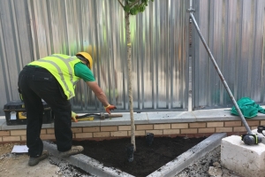 planting trees for commercial landscaping
