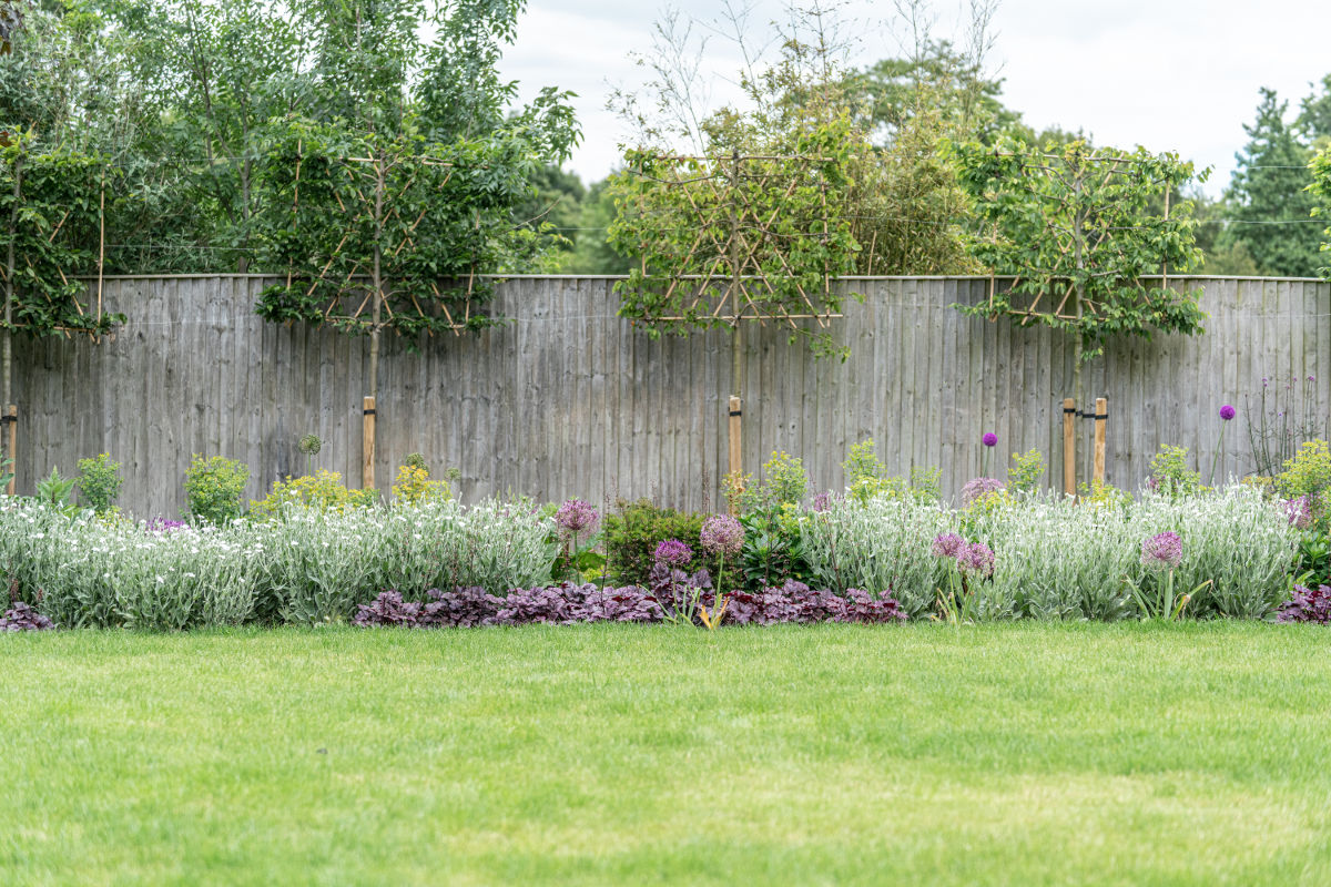 flower borders with pleached trees
