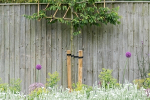 pleached tree in flower bed