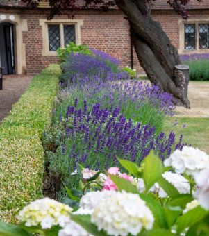 Flower border with mix of hydrangeas and lavender