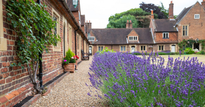 Close up of blue lavender in beautifully maintained grounds