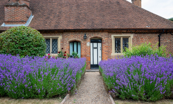 Blue lavender bushes in front of old brick property