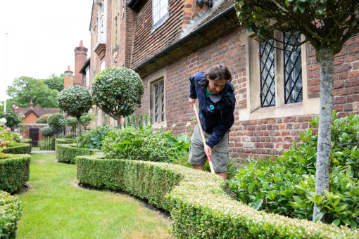 Gardener hoeing weeds in flower bed edged with clipped box hedging