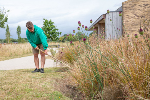 Garden maintenance operative hoeing weeds in flower bed