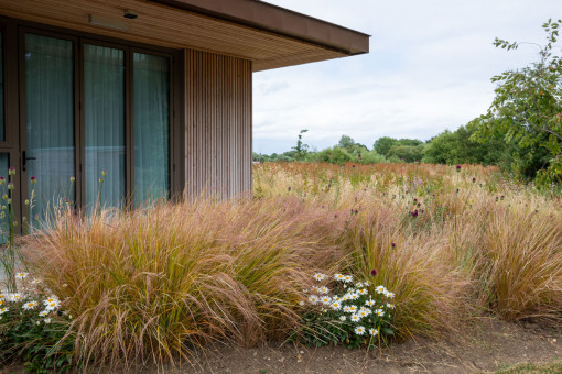 Mix of grasses and ox eye daisies in flower bed