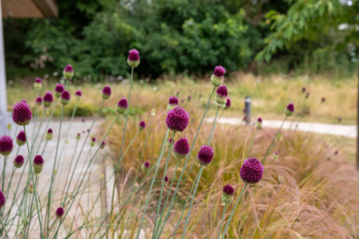 Purple allium flowers and grasses