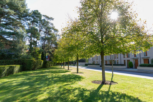 Sunshine through trees casting shadow on lawn