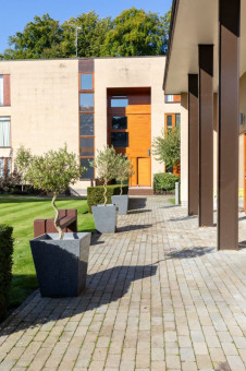 Small lollipop trees in planters placed along walkway
