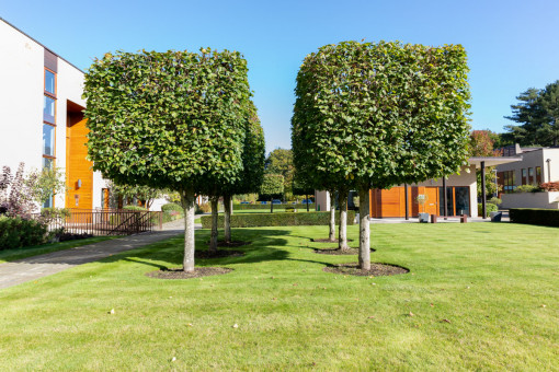 Topiary trees in cube shape