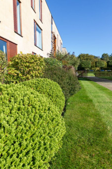 Neatly trimmed shrubs in grounds