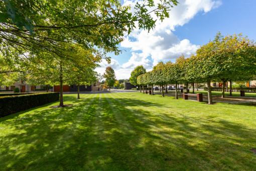 Trees casting shadows onto lawn