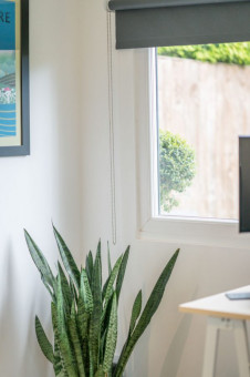 Close up of plant in garden office