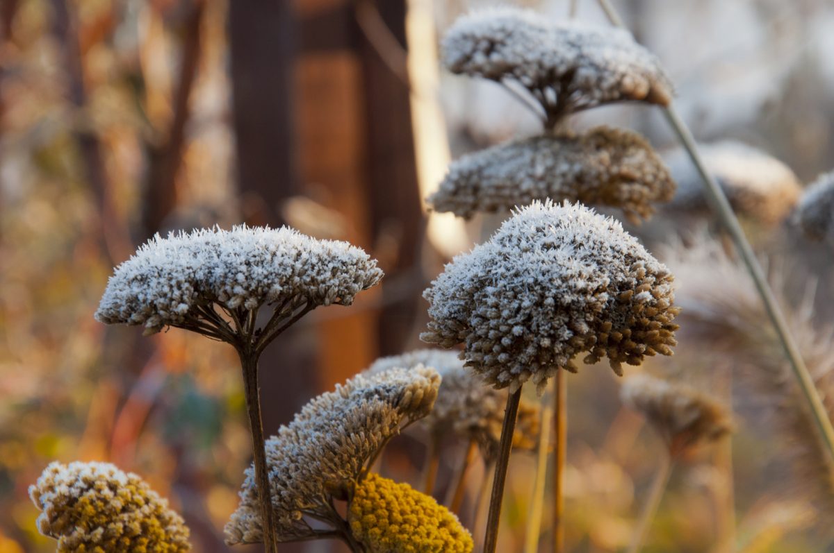 flower heads covered in November frosts