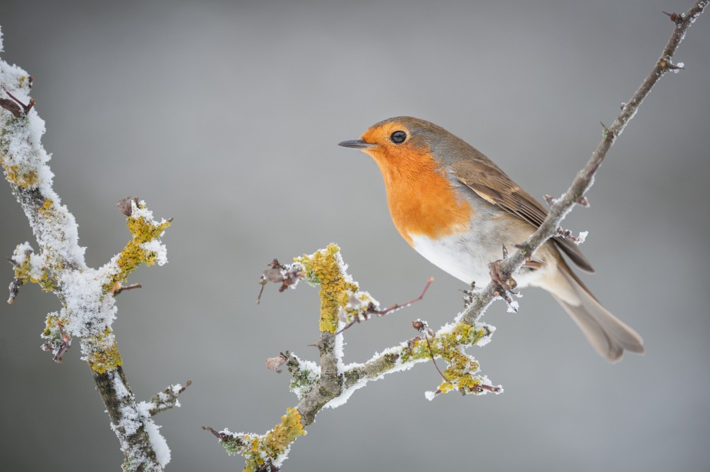 A Robin redbreast perched on a frost covered branch.