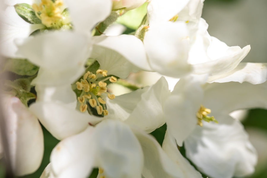 close up of apple blossom in spring