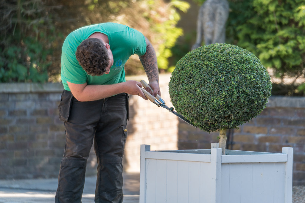 garden landscaper pruning a lollipop topiary bush in container