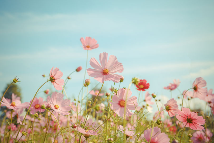 pink cosmos flowers