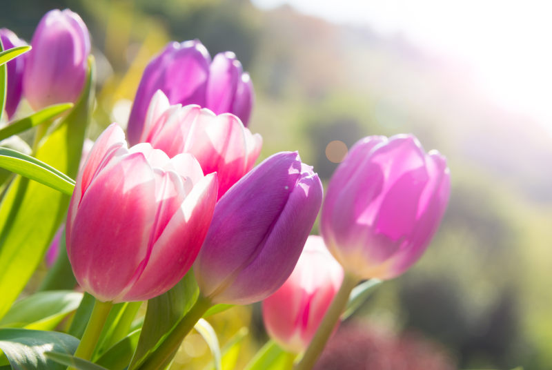 close up of purple and pink tulip flowers