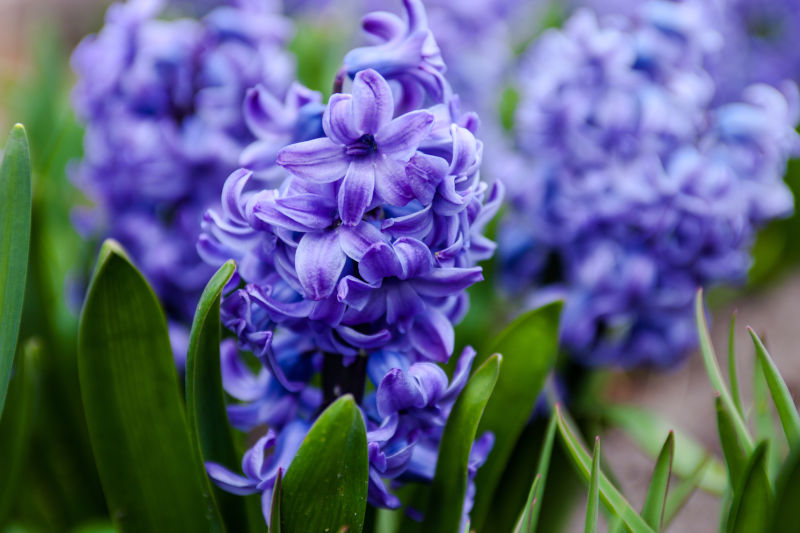 close up of blue hyacinth flower