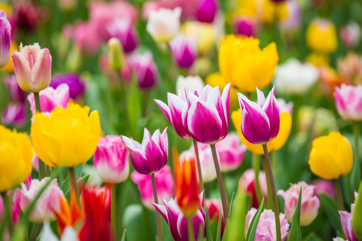 Colourful tulip flowers