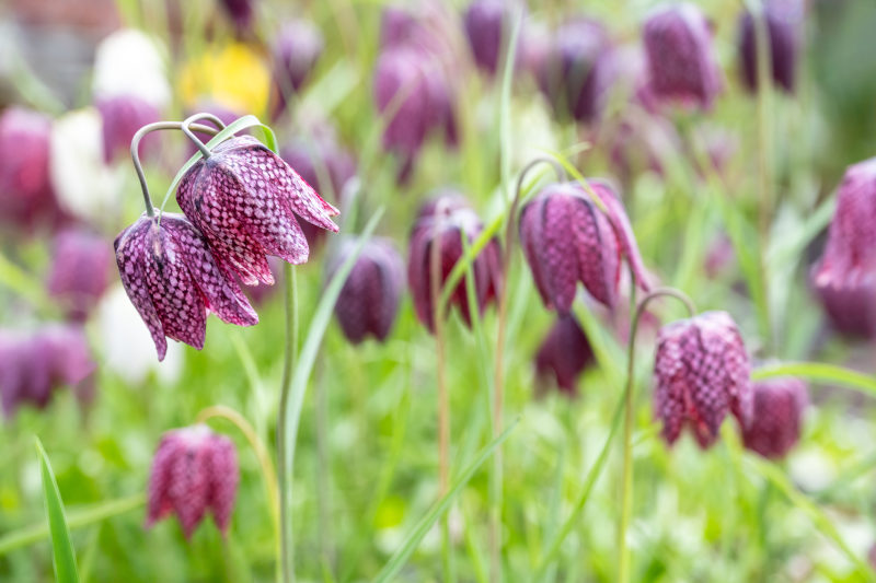 snakes head fritillaria