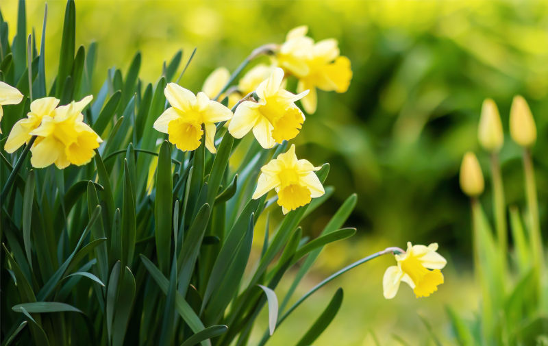 spring flowering daffodils