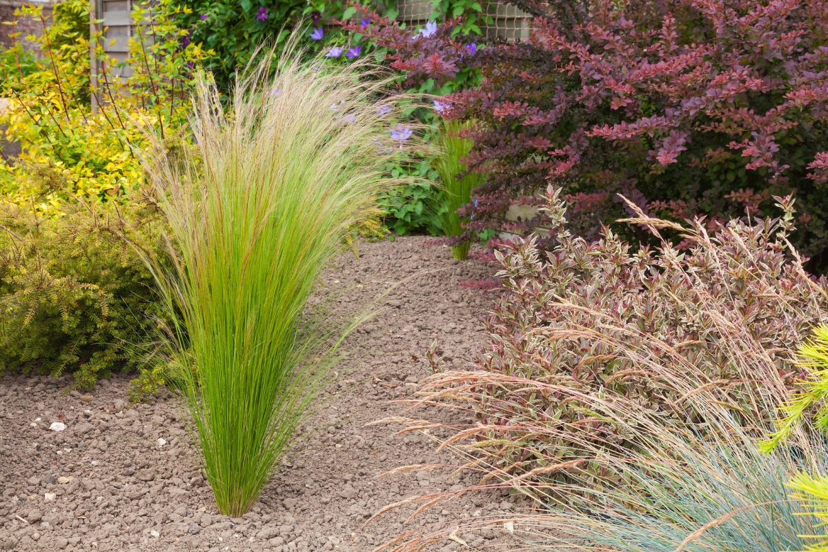 Drought resistant plants and grasses