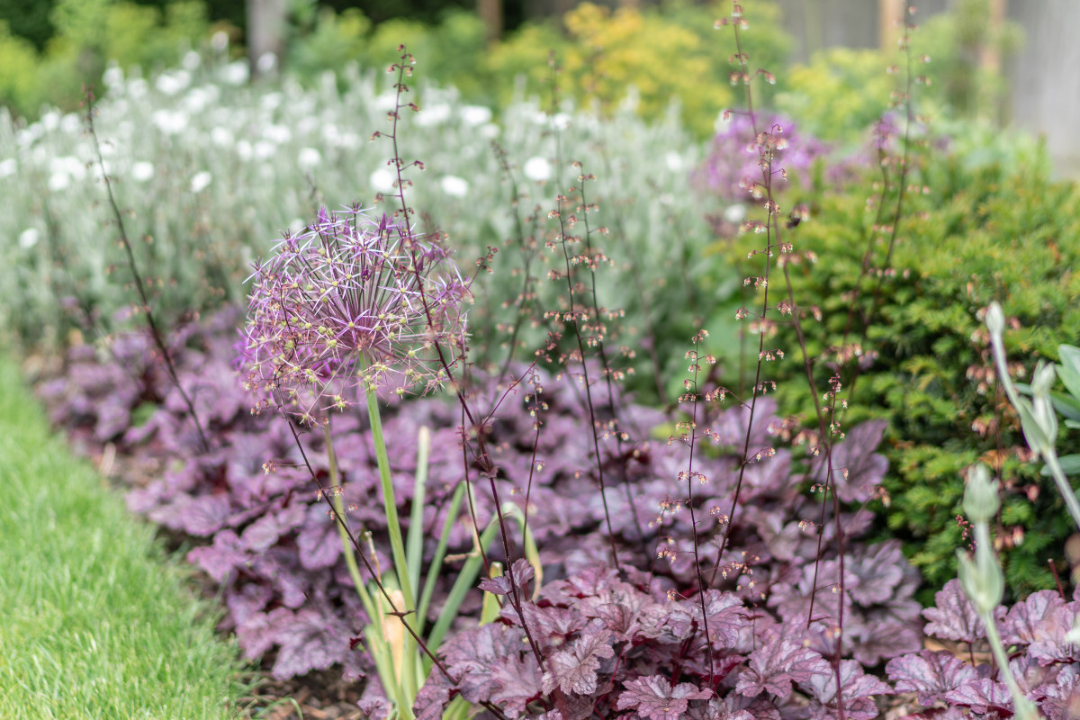 silver and purple planting scheme
