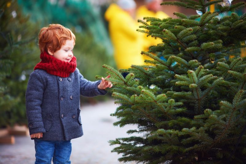 Young boy picking a real Christmas tree