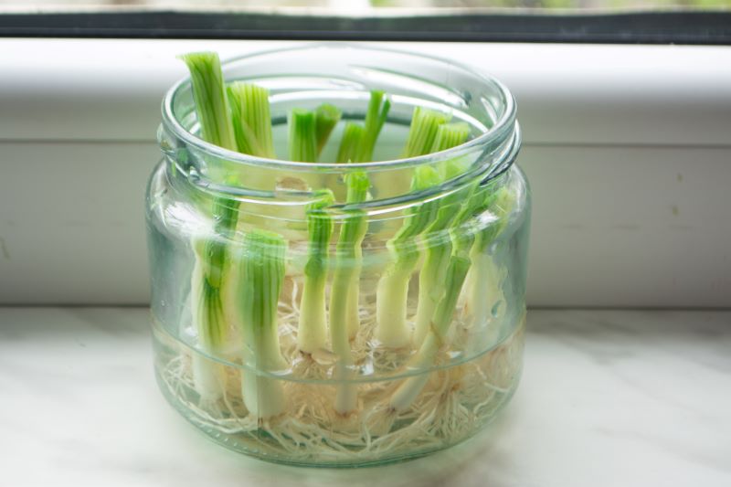 regrowing spring onions
