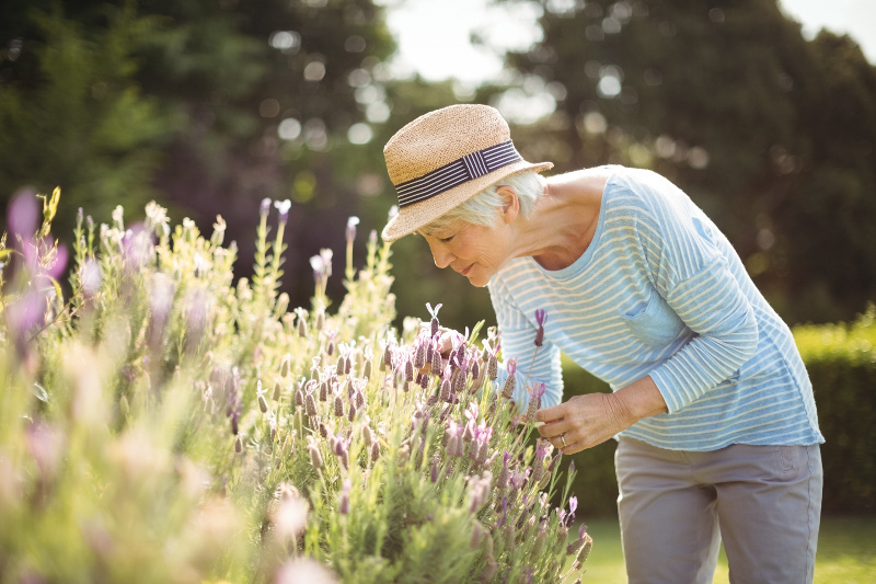 Lady in hat enjoying scent of lavender in garden