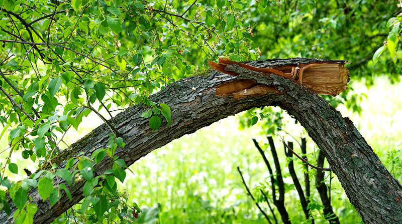 Broken tree trunk after stormy weather
