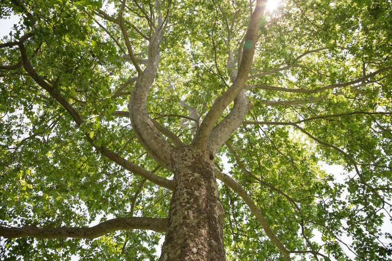 looking up into mature tree canopy