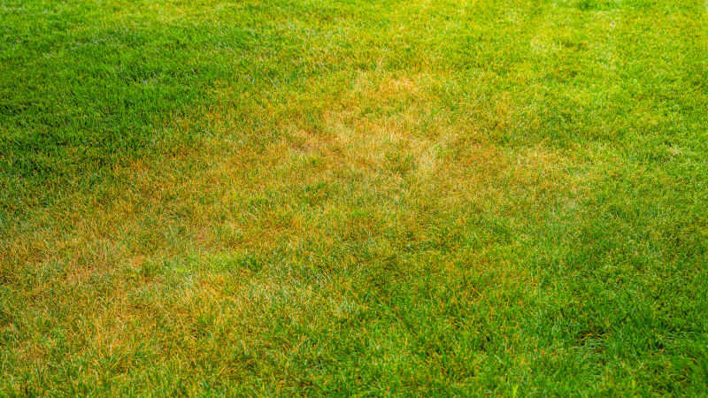 brown patch of grass caused by summer drought