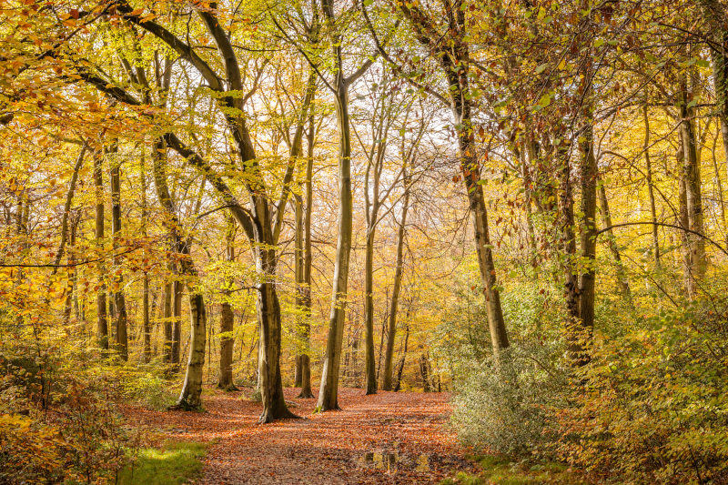 Autumn leaves in Burnham Beeches
